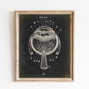 Anatomie print, afdrukbare vintage illustratie, menselijke anatomie, medische wetenschap kunst, anatomische tekening, oogdiagram, anatomie grafiek decor