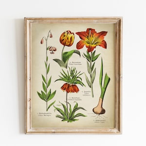 Botanischer Druck, PRINTABLE Vintage botanische Kunst Lilium Knoblauch Heilpflanzen Illustration, Pflanzen botanisches Diagramm Bild, Botanik Landschaft