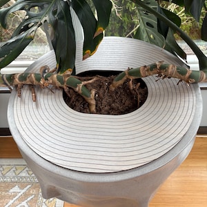 May include: A large, gray, textured planter with a decorative, circular lid. The planter holds a Monstera plant with large, green leaves. The lid has concentric black lines. The plant's stems and roots are visible in the soil.