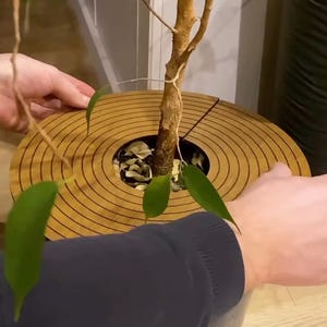 May include: A wooden plant pot cover with concentric circular grooves. The cover surrounds a small tree in a black pot. The tree has a brown trunk and green leaves. The cover is being held by two hands.