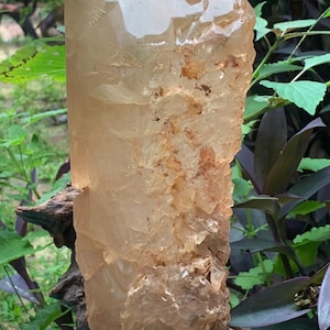 Puede incluir: Una gran punta de cristal de cuarzo translúcido de color ámbar con una superficie irregular y texturizada con inclusiones naturales, montada verticalmente sobre un trozo de madera flotante oscura y desgastada que sirve de base.