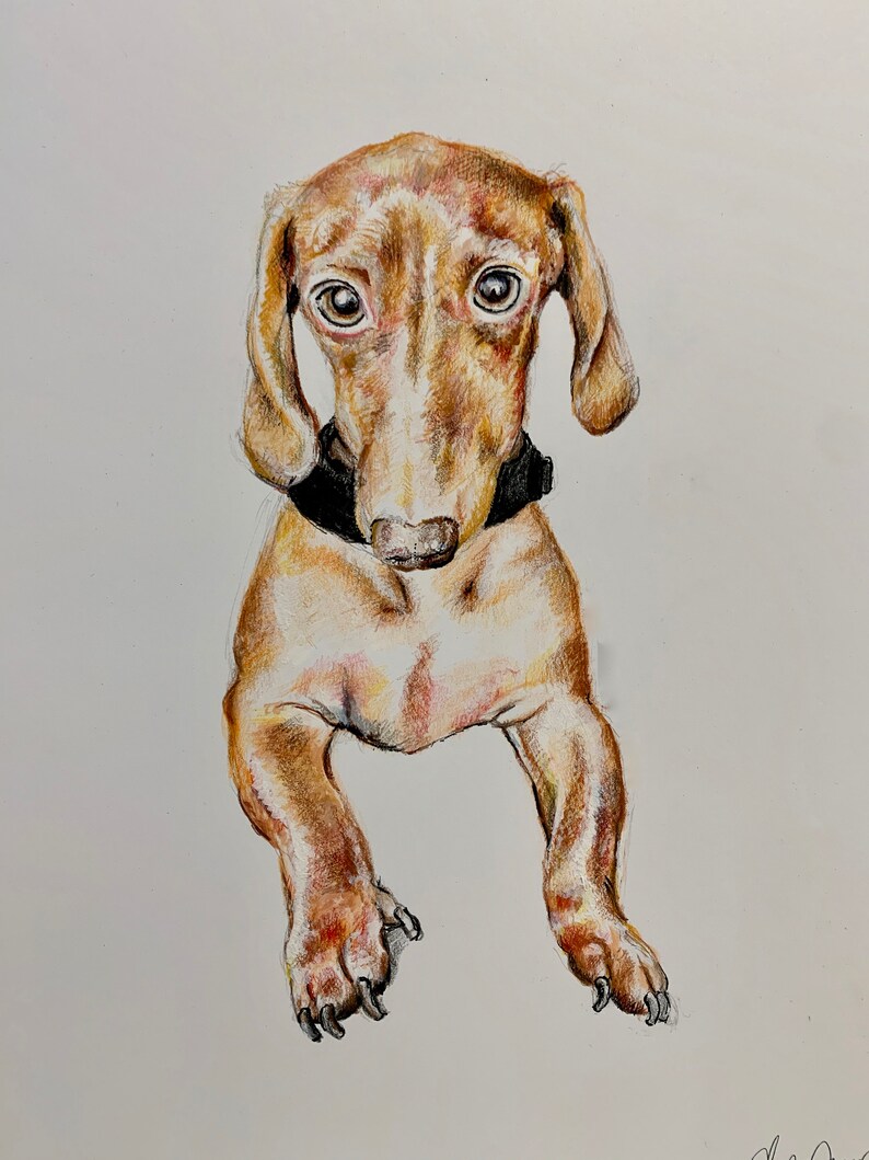 Custom Pet Portrait from Photo