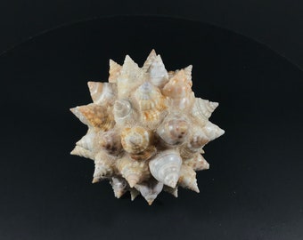 Various Tops of Seashell Sphere - Decorator Sphere