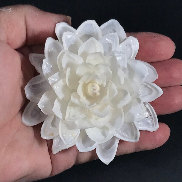 Seashell Flowers - Etsy