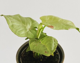 Syngonium Milk Confetti mini plant height 10 cm nursery pot size 6 cm