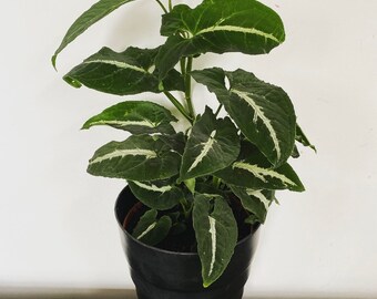 Syngonium Wendlandii plant height 20 cm nursery pot size 12 cm