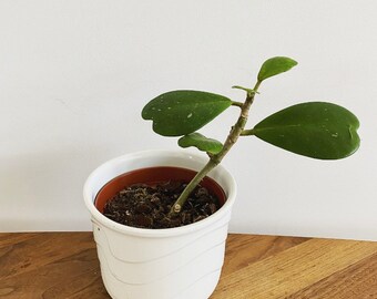 Hoya Kerrii green hearts plant 20 cm nursery pot size 12 cm