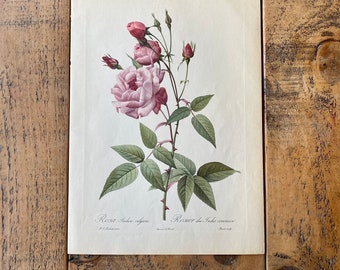 Extra Large botanical book plate -  from Roses 2 by Pierre-Joseph Redouté published 1956 - ROSA Indica vulgaris