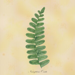 Neuropteris Ovata, Fern, original watercolor painting, botanical illustration, printable download