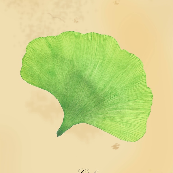 Hoja de Ginko, acuarela botánica original, descarga imprimible