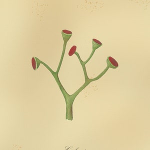 Cooksonia, pianta fossile, acquerello originale, download stampabile