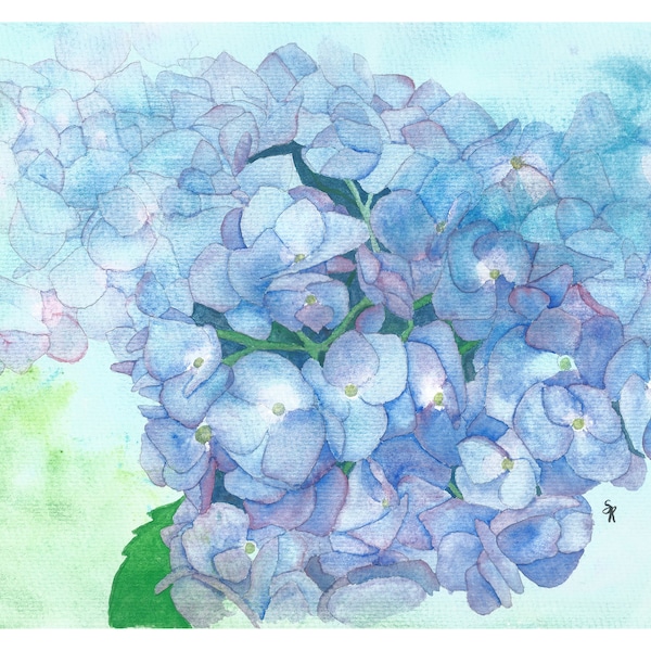 Hortensia Azul, acuarela botánica original, descarga imprimible