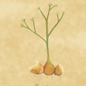 Horneophyton, pianta fossile, acquerello originale, stile vintage, download stampabile