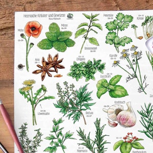 Poster A2, erbe locali, spezie, calendario stagionale, decorazione, stampa, illustrazione, cucina, regalo speciale