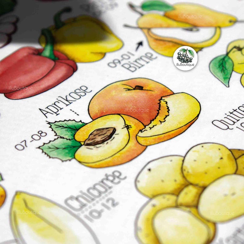 Detailaufnahme eines illustrierten Saisonkalenders mit Fokus auf Aprikose, Chicorée, Birne und Paprika. Die fröhlich bunten Aquarellzeichnungen zeigen die Erntezeiten. Die Struktur des hochwertigen Papiers ist sichtbar. Perfekt als Küchenposter für alle, die regional und saisonal einkaufen möchten. Liebevoll gestaltet und mit feinem Gespür für Details umgesetzt. Ideal als Geschenk oder für den eigenen Alltag.