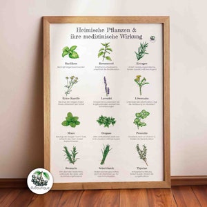 Poster di piante medicinali A3, erbe aromatiche, alimentazione sana, stampa, medicina erboristica, regalo speciale, decorazione per la cucina