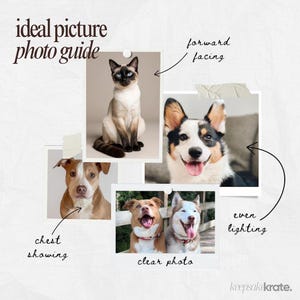 May include: A photo guide with images of a Siamese cat and dogs, including a Corgi, and two dogs together. The text reads "ideal picture photo guide", with arrows pointing to the images and text labels like "forward facing" and "clear photo". The website "keepsakikrate.com" is also visible.