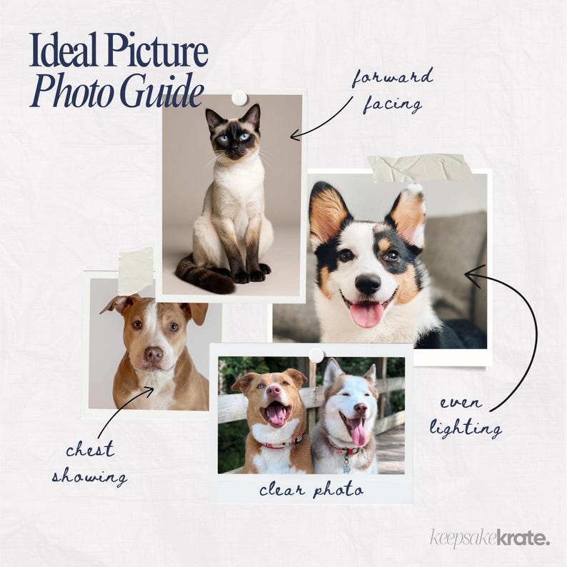 May include: A guide titled "Ideal Picture Photo Guide" with examples of pet photography. The guide includes photos of a Siamese cat, a Corgi, a Pitbull, and two dogs. Text on the guide includes "forward facing", "chest showing", "clear photo", and "even lighting".