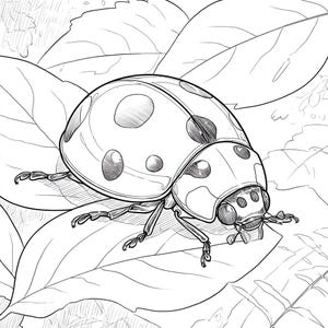 May include: A black and white line drawing of a ladybird on a leaf. The ladybird has a rounded body with black spots and a detailed head.