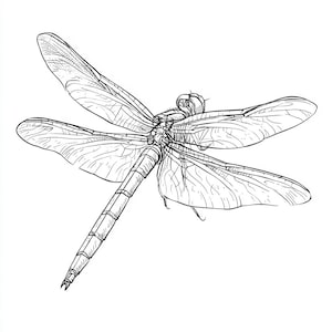 May include: A black and white line drawing of a dragonfly with intricate details on its wings.