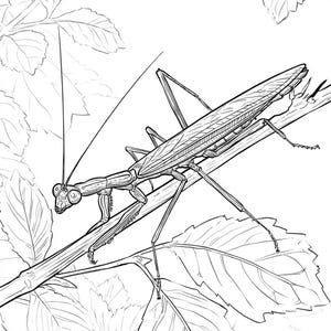 May include: A black and white line drawing of a stick insect perched on a branch with leaves.