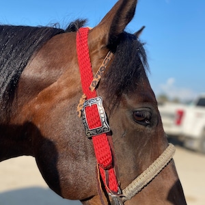 May include: A brown horse wearing a red braided halter with a silver buckle. The halter has a brown leather strap with a leopard print design.