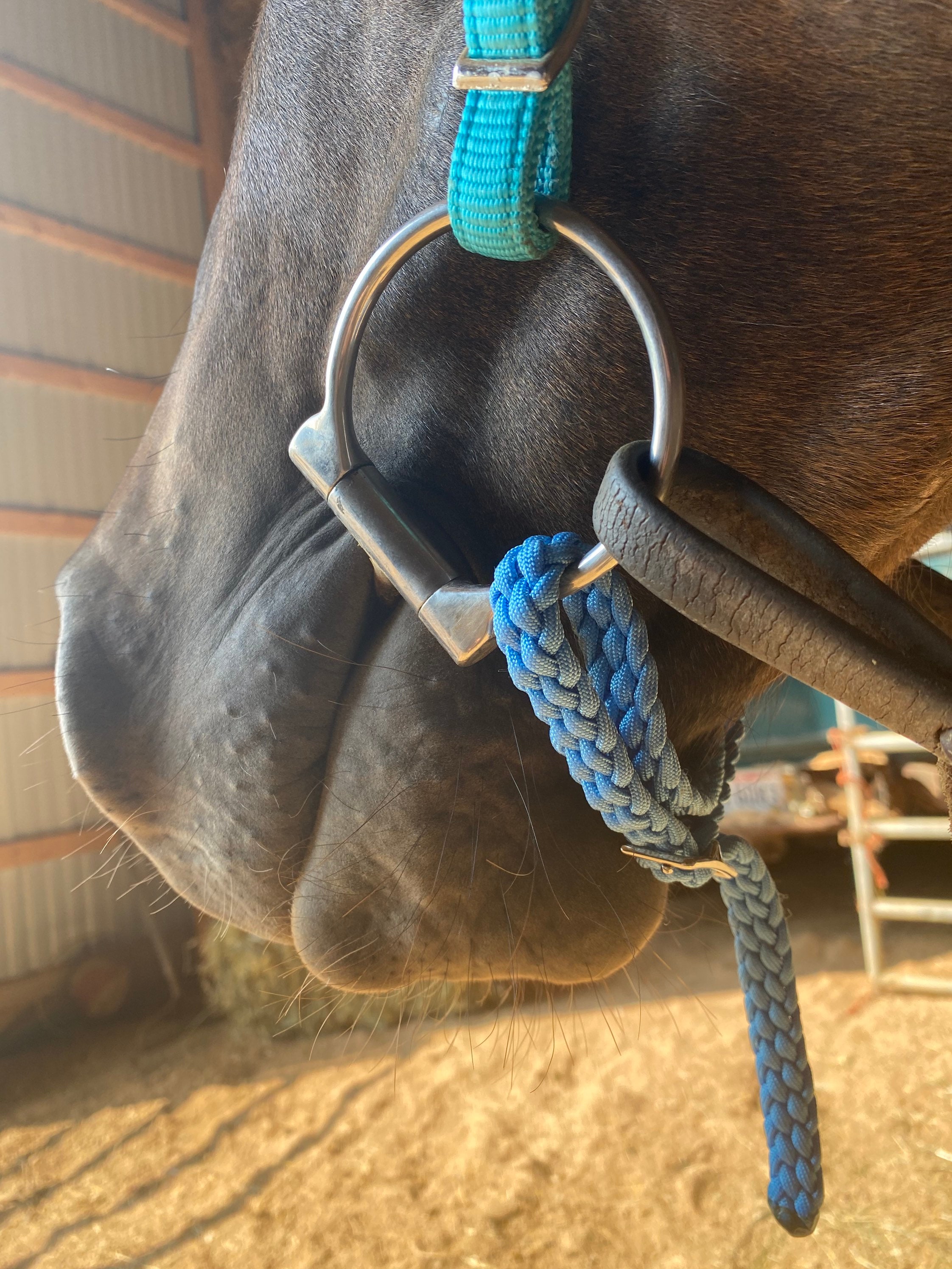Custom Horse Curb Strap/ Chin Straps Etsy