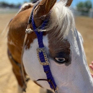 May include: Close-up of a brown and white horse with a blue halter. The horse has a blue eye and a white blaze on its face.
