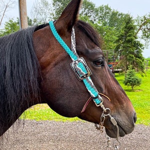 May include: A brown horse wearing a turquoise and white braided rope halter with a silver buckle. The horse is standing in a gravel driveway with green grass in the background.