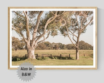 Australian Country Landscape Photography, Eucalyptus Tree Print, Nature Wall Art, Also in Black and White