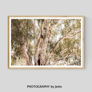 Australian Eucalyptus Tree Print, Botanical Photography, Nature Wall Art