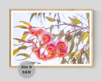 Eucalyptus Flower Blossom Photography, Pink Gum Botanical Print, Black and White Native Australian Nature Wall Art,