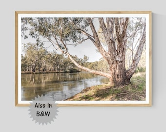 The Murray River Print, Eucalyptus Tree Print, Australian Country Landscape Photography, Black and White Nature Wall Art