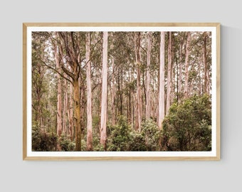 Australian Bush Forest Photography Print,  Eucalyptus Trees, Nature Wall Art