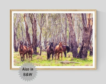 Brumbies at Barmah National Park Print, Australian Country Landscape Photography, Nature Horse Wall Art, Black and White Poster