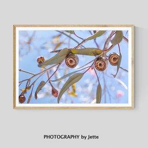Australian Gum Nut Photography, Eucalyptus Tree Print, Abstract Nature Wall Art