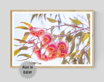 Pink Eucalyptus Blossom Print: Australian Native Botanical Photography