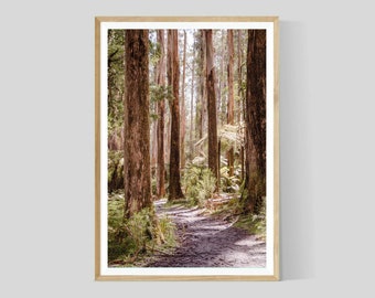 Australian Bush Print, Nature Wall Art, Sherbrooke Forest Photography