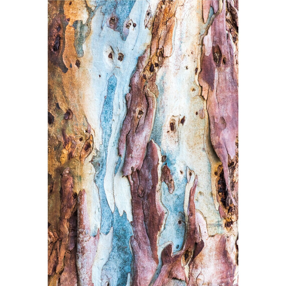 Eucalyptre Gumtree Bark Print Abstract Botanical Wall Art Etsy
