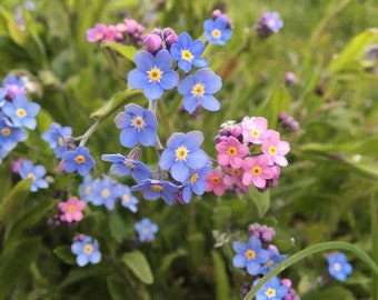 Forget-Me-Not Seed Kit Victorian Indigo Blue Seed of Remembrance Sentimental