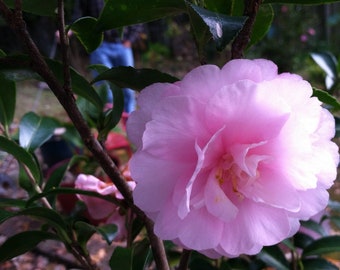 Sweetheart Pink Camellia