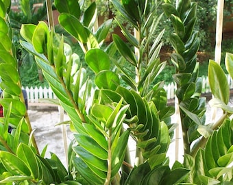 Botanical Indoor ZZ Plant Zamioculcas Zamiifolia