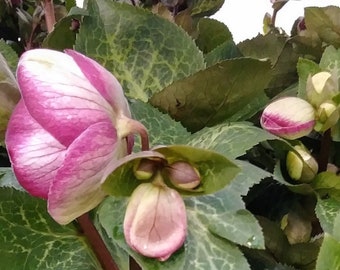 Goodbye Summer Lenten Rose