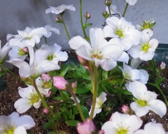 Pixie Meadows Rock Cress