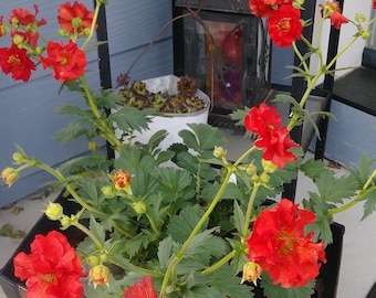 Bright Red Sangria Geum Red