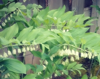 Lily of the Valley, Solomon's Seal, Bell Flower Herb Bulbs