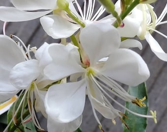 Whirling Wind Butterflies Perennial White Whirling Butterflies White Indian Whirling Butterflies