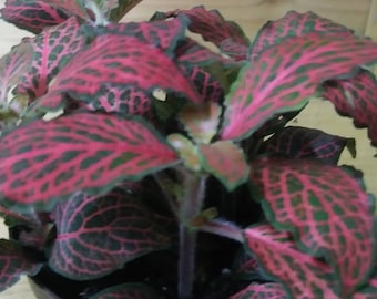 Queen Anne Ruby Red Fittonia