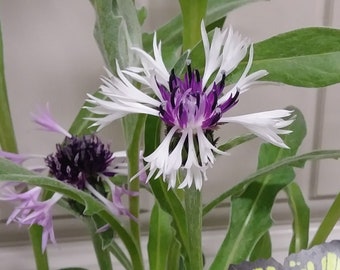 Amethyst Snow Centaurea