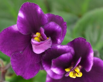 Blushing African Violet